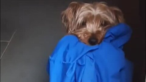 Batman immediately regrets stealing shirt #funnydogs #yorkies