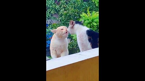 cat 🐈 lovely
