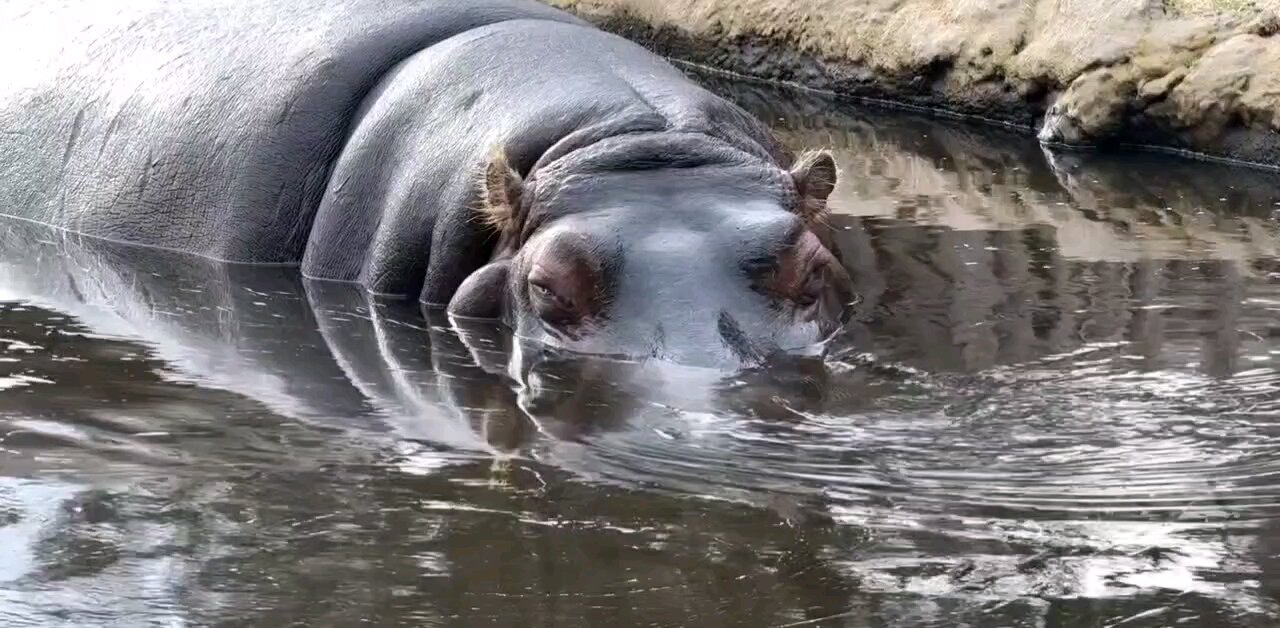 Hippos Through History: The Gentle Giants of Africa