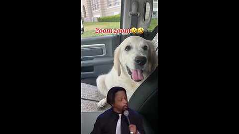 Zoom Zoom🤣🤣🤣 #dog #puppy #goldenretriever #shorts #trending
