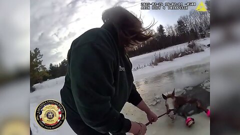 New York Police Rescue Horse Stuck In Icy Pond