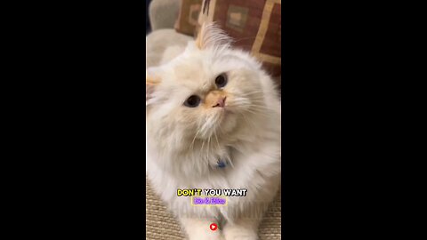 Cat singing #cat #cats #catsagram #catlove #family #follow #viral #animal #hashtags #happy #satisfy