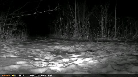 Deer Cam Rabbits Playing In Snow 02-07-2026 Game Cam Trail Camera