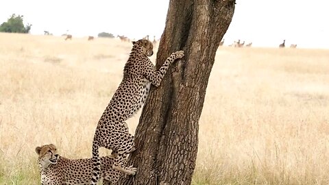 A Cheetah Hunting Animals|
