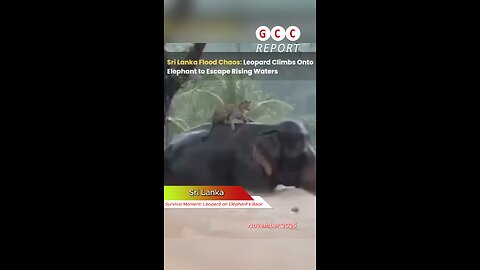 #SriLanka #wildlife #floods #cycloneDitva #nature #extremeweather #weather #climate #anomaly