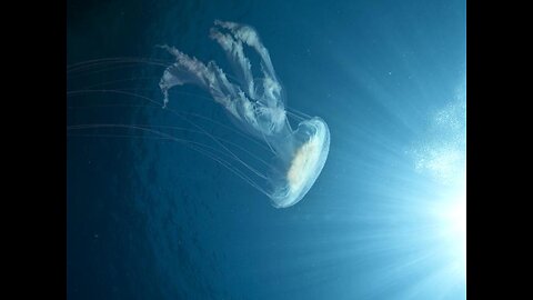 Jellyfish UFO sighted in Phoenix Arizona