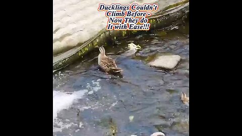 Ducklings Couldn't Climb Before - Now They do It with Ease___