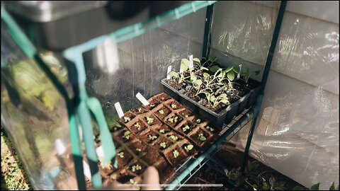 March Garden Series: Day 1/15 | Planting Spring Crops, Spreading Mulch & Ground Cherry Seedlings