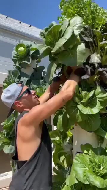 Love All Life Always #417 Agroponic Agriculture Saves Space & Resources. Why Is It Not EVERYWHERE?