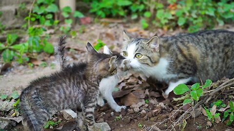 Baby Cats Playing With His Mother