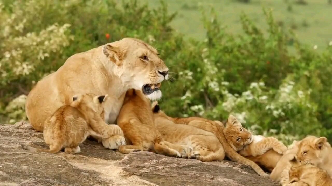 lion