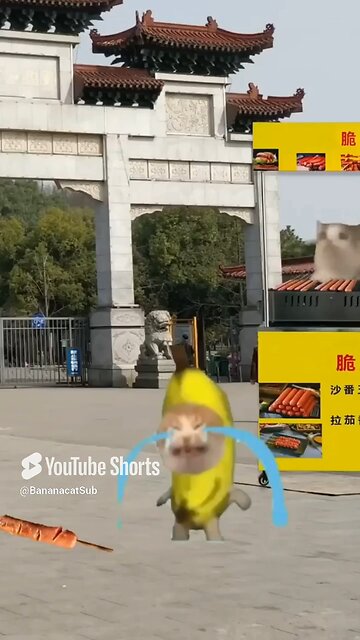 banana cat use 100 percent of brain 🧠‼️🍌