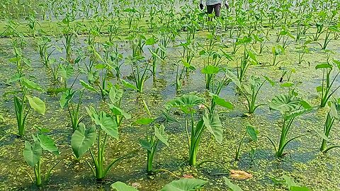 লতিরাজ কচুর চাষাবাদ