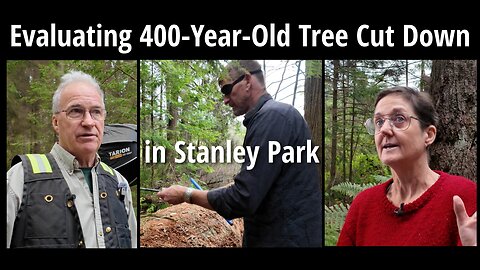 Evaluating 400-Year-Old Tree Cut Down in Stanley Park