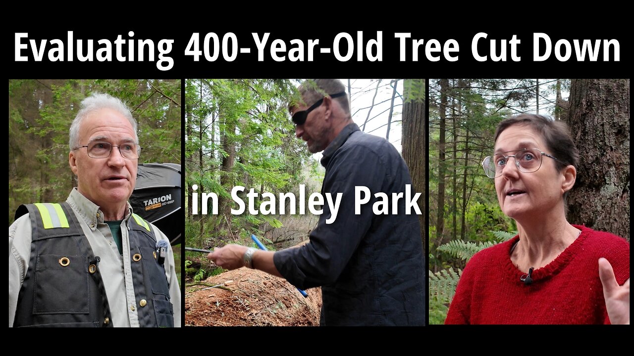 Evaluating 400-Year-Old Tree Cut Down in Stanley Park