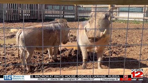 Chattanooga Zoo Welcomes Two New Warthogs