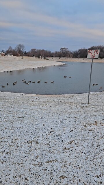 The Geese Love Louis Reservoir