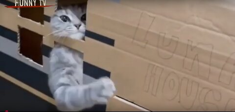 Funny cat videos part 2