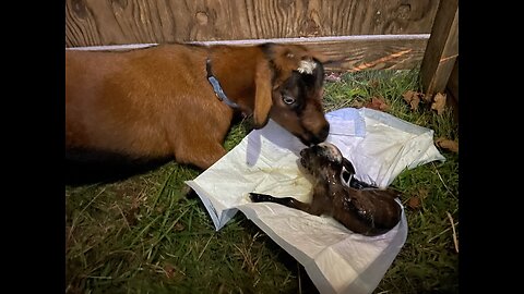 Bellatrix’s Goat Birth Full Labor 2024 VlOG#023