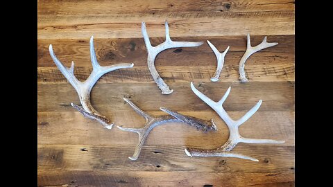 Montana shed horn hunting March 2025