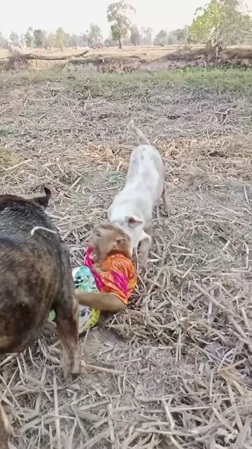 Lovely animal SokYaa, OG, Pao Mom Are Famous Around The World #shorts #anime #trend #edit