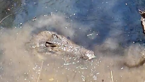 Monster Crocodile surprises fishermen