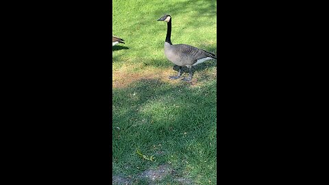 Canada Goose 🪿 #canadagoose #shorts #followme #viral #trending