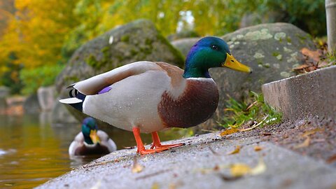 Mallard Duck Drake Eating Undisturbed by Loud Wind Blower