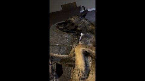 Belgian Malinois