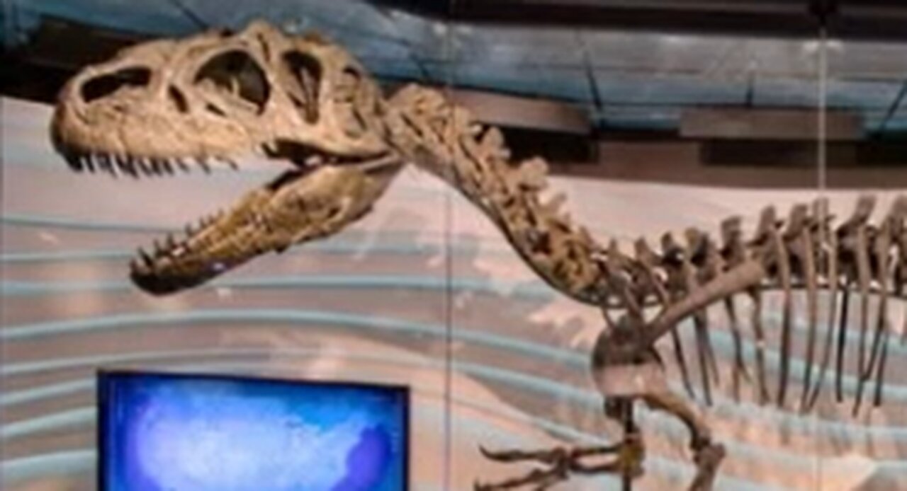 Allosaurus fossil on fb