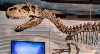 Allosaurus fossil on fb