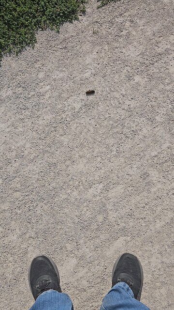 Woolly Bear - Monarch Butterfly Caterpillar