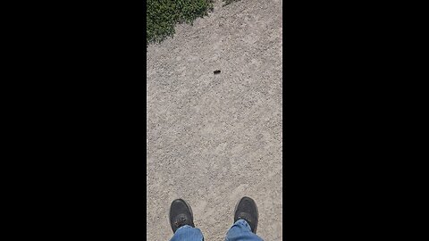 Woolly Bear - Monarch Butterfly Caterpillar