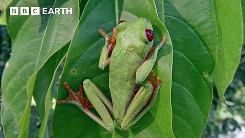 Wasp Attack! Tree Frog Tadpoles Make a Daring Escape | BBC Earth