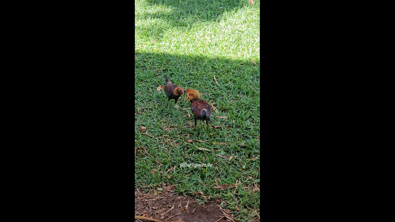 Young Cocks Fighting