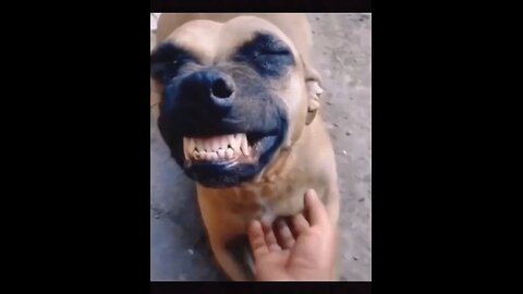 Big Smile Funny Dog Laughing