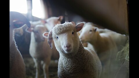 Extractions Superior Inferior