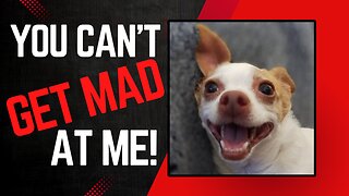 Funny Dog Reaction to Getting Caught