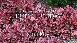 Ruby Tuesday - The Rolling Stones (cover-live by Bill Sharkey)