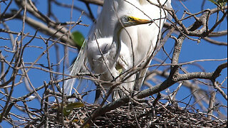 Mother Great Egret and Adorable Chick at Seaside Seabird Sanctuary | Cutest Muppet-Inspired Moments