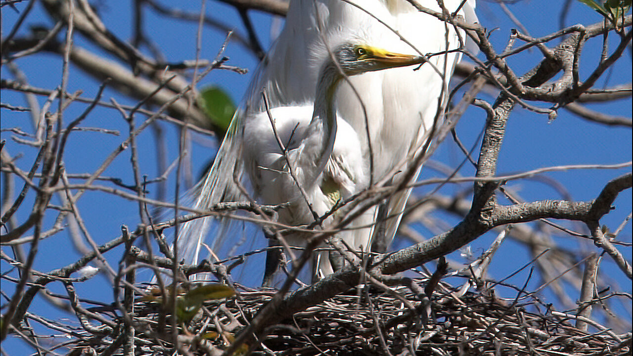 Mother Great Egret and Adorable Chick at Seaside Seabird Sanctuary | Cutest Muppet-Inspired Moments