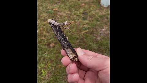 Transporting a Praying Mantis to safety