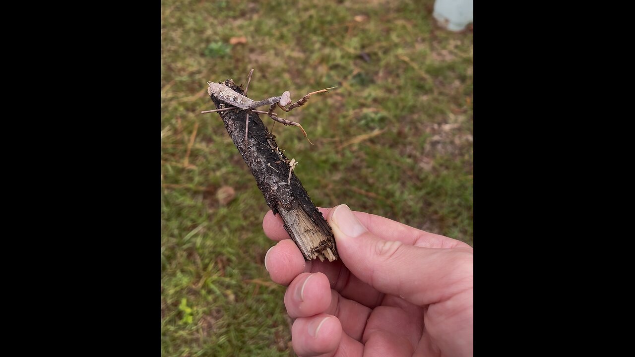 Transporting a Praying Mantis to safety