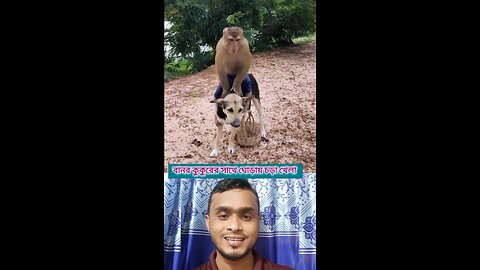 বানর কুকুরের সাথে ঘোড়ায় চড়া খেলা #shorts #viral #funny #amazing