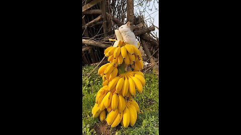 Banana lover 🍌