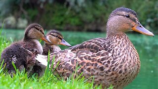 Side View of Mallard Duck Mother Hen and the 2 Resting Ducklings