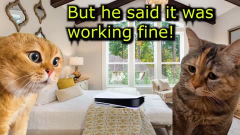 When a Cat Learns to Never Trust Dogs (Ep.51)