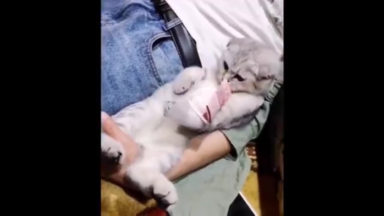 Ultimate Funny Cat Compilation