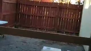 Messiah's Branch Mission Update (11.11.2025)