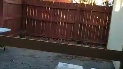 Messiah's Branch Mission Update (11.11.2025)